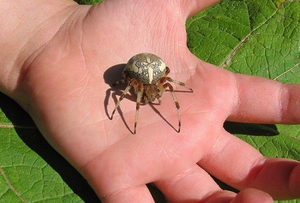 Паук на руке