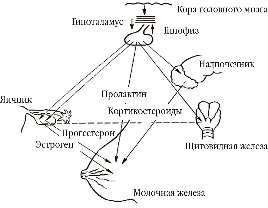 До скольки лет растет грудь