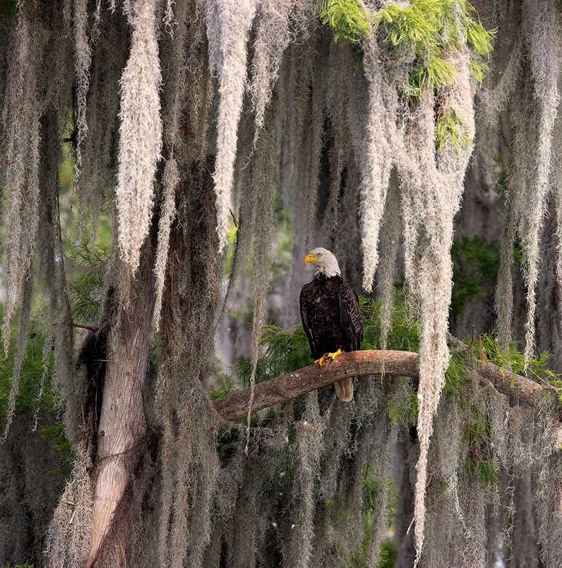 eagle, орёл, хищные птицы, флорида, wild Bald Eagle - Белоголовый Орлан фото превью