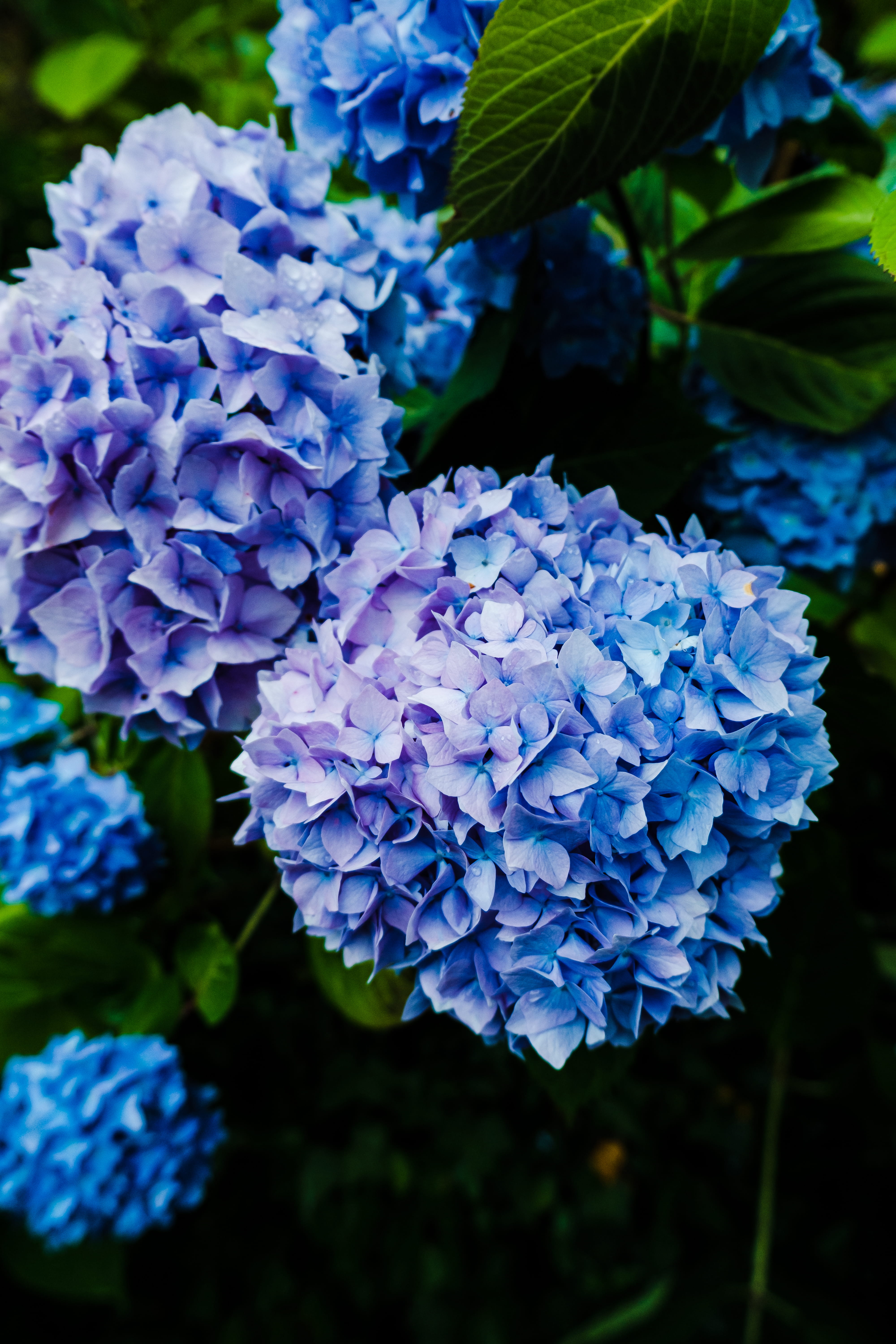 Hydrangea Pruning: When, Why, and How to Get It Right