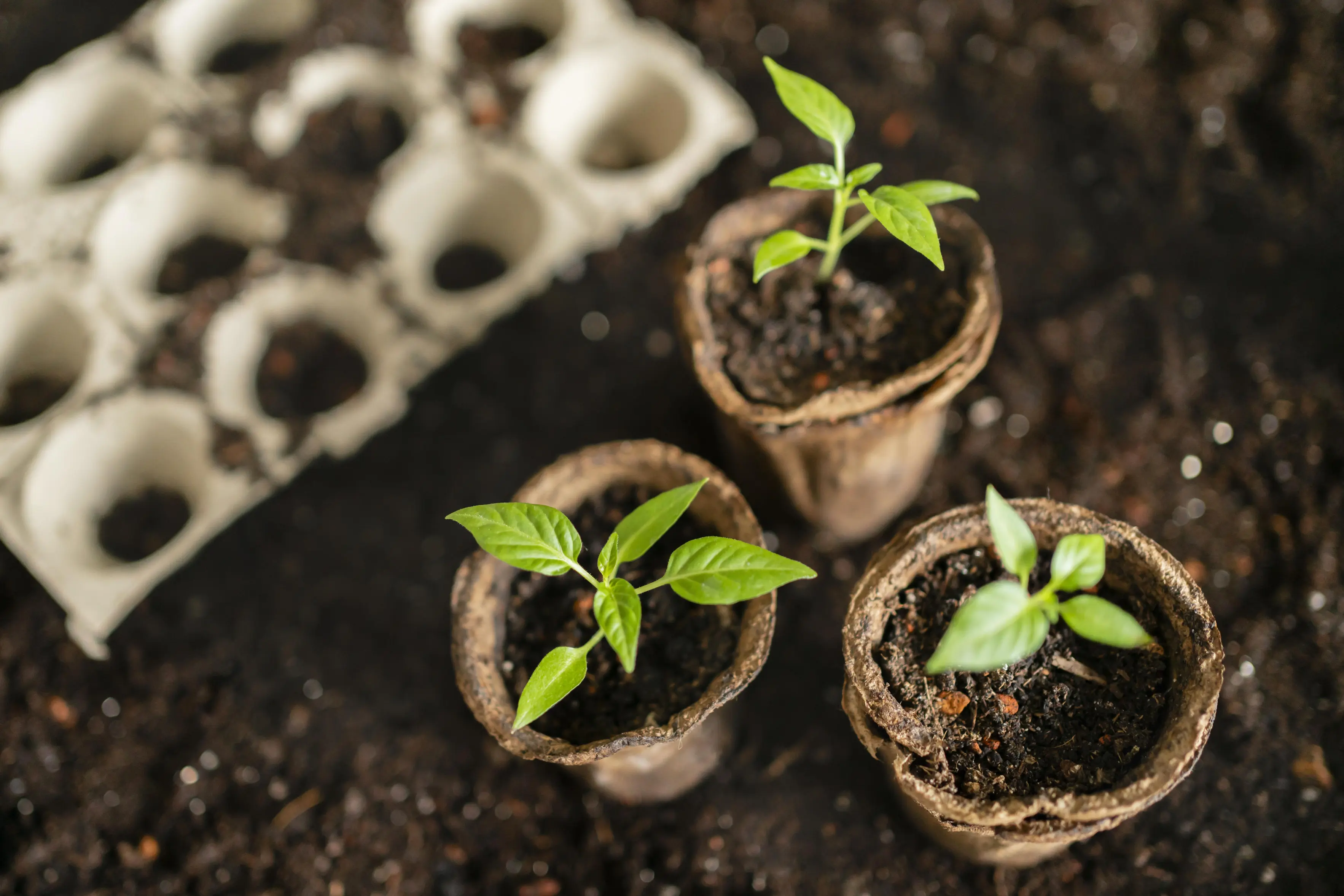 Spring Planting Guide: What to Sow in March