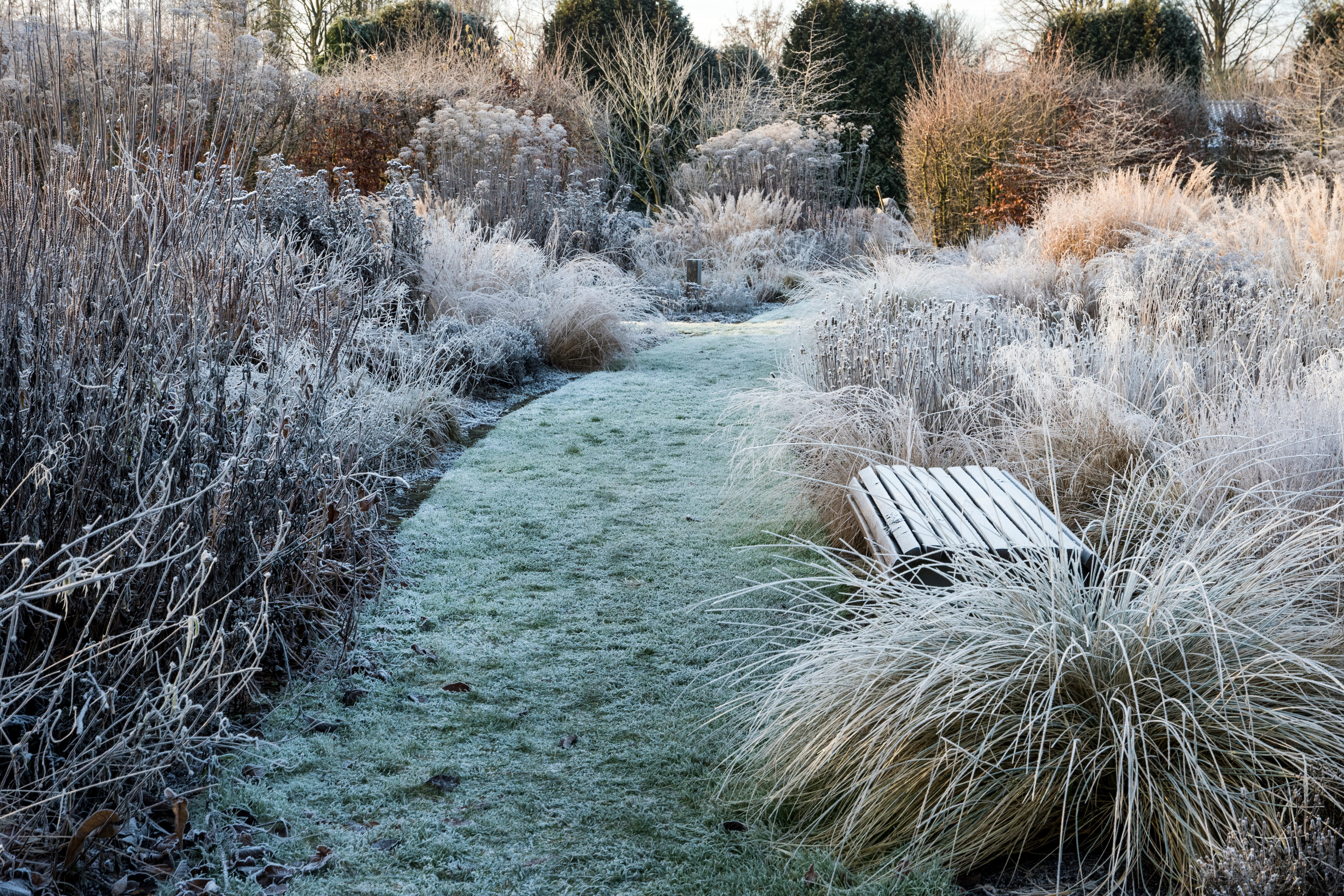Winter Garden Planning: Dreaming of Spring