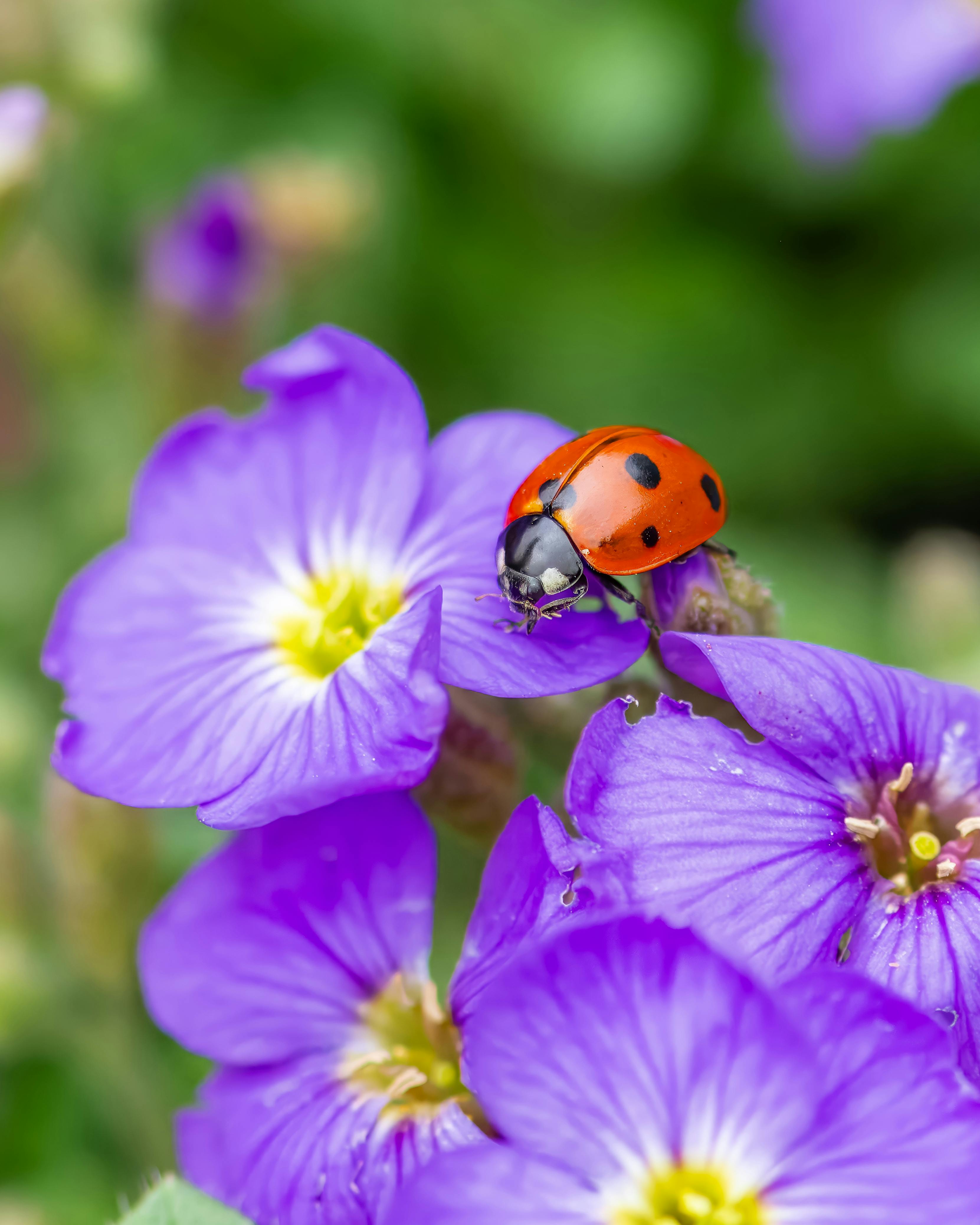Let Nature Do the Work: Companion Planting for Natural Pest Control