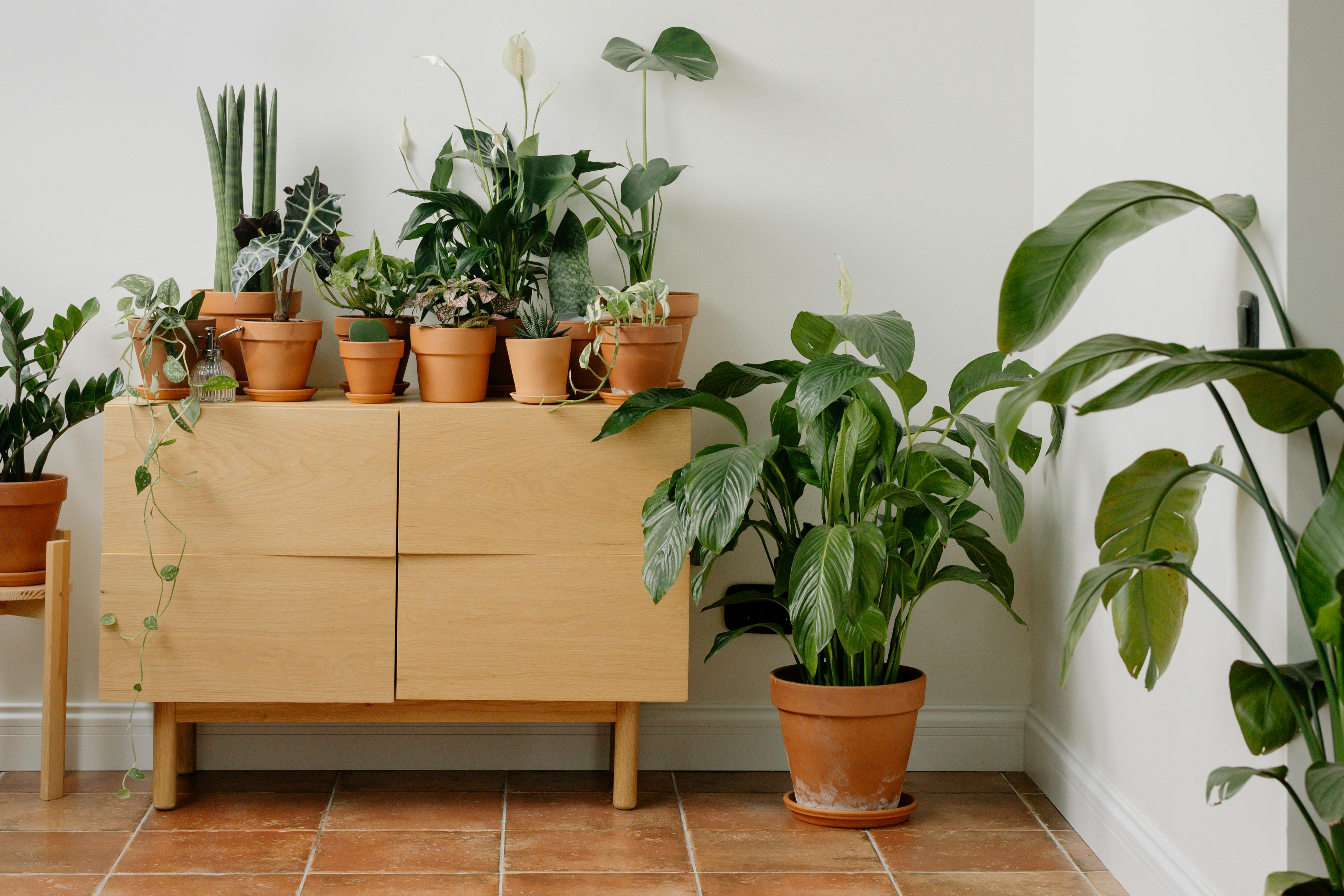 Indoor Plants: Midwinter is a Test, Not a Punishment