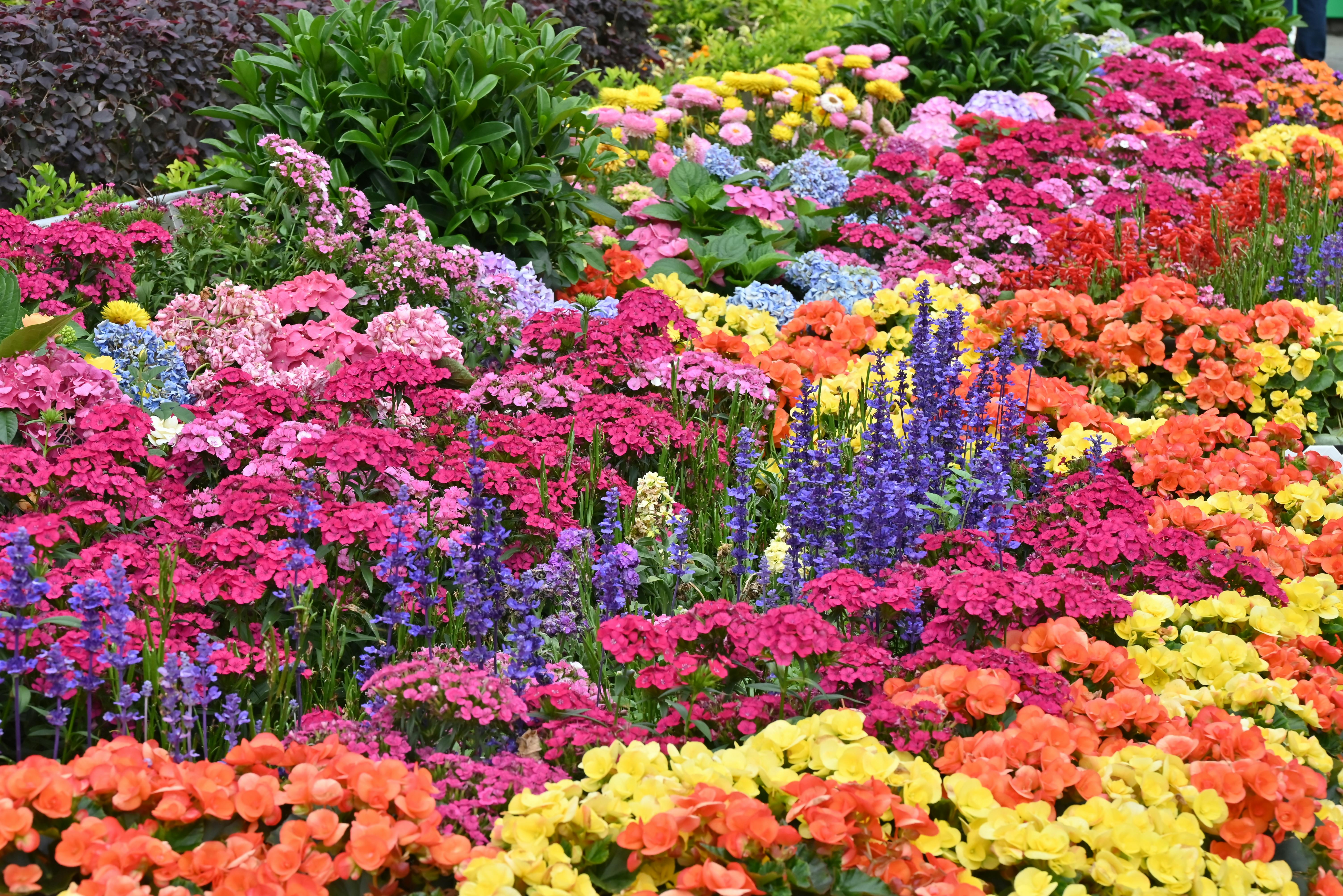 The Border in Its Prime: How to Keep Your Planting Looking Magnificent All Summer