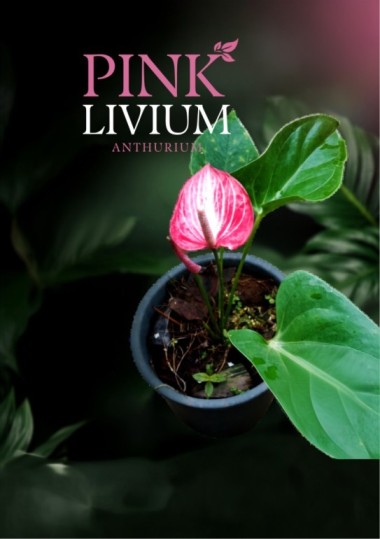 Pink Livium Anthurium