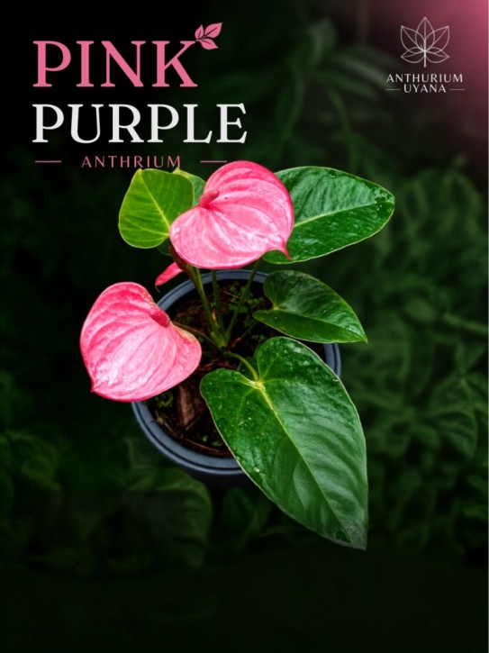 Pink Purple