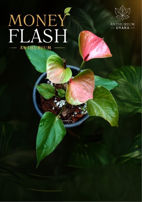 Money Flash