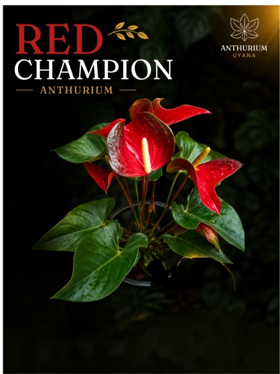 Red Champion