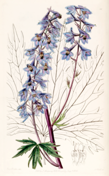 Delphinium elatum var. palmatifidum as Delphinium intermedium var. palmatifidum by S. A. Drake. Edwards's Botanical Register vol. 24, t. 38 (1838).tif