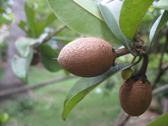 Sapodilla