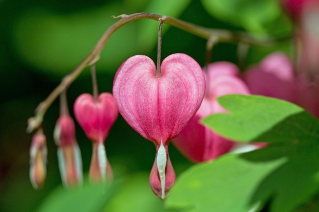 Dicentra spectabilis, сорт Valentine