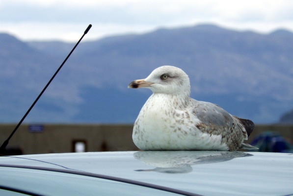 seagull on a car roof, mallaig