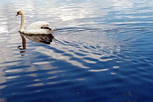 ripple effects