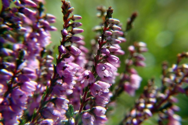 heather in sun
