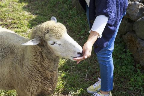 Jeju Lamb Ranch