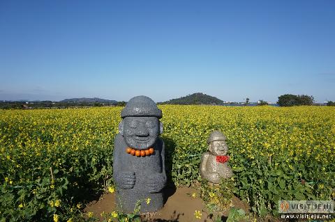 Seongsan Canola Flower Complex