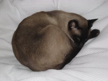 Seal Point Siamese cat Seal Point Siamese cat