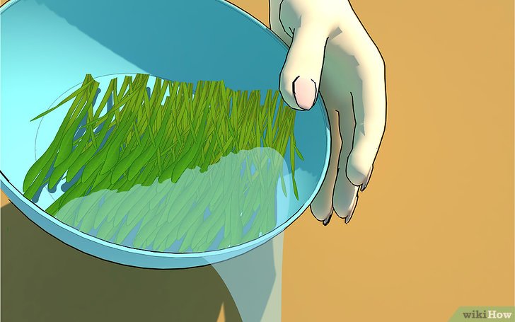 Изображение с названием Grow Wheatgrass at Home Step 11