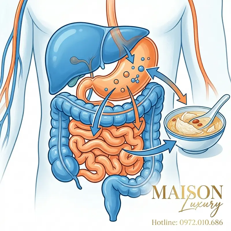 Minh họa cơ chế hấp thụ dưỡng chất và thuốc từ đường tiêu hóa vào máu.