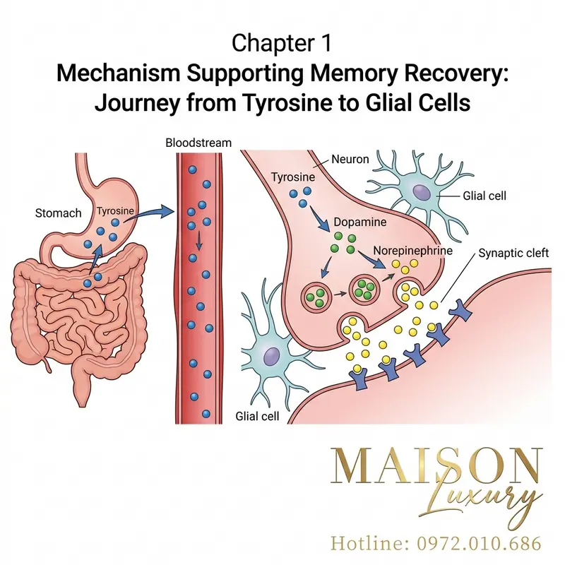 Minh họa cơ chế Tyrosine từ yến sào được chuyển hóa thành chất dẫn truyền thần kinh Dopamine và Norepinephrine tại synap.
