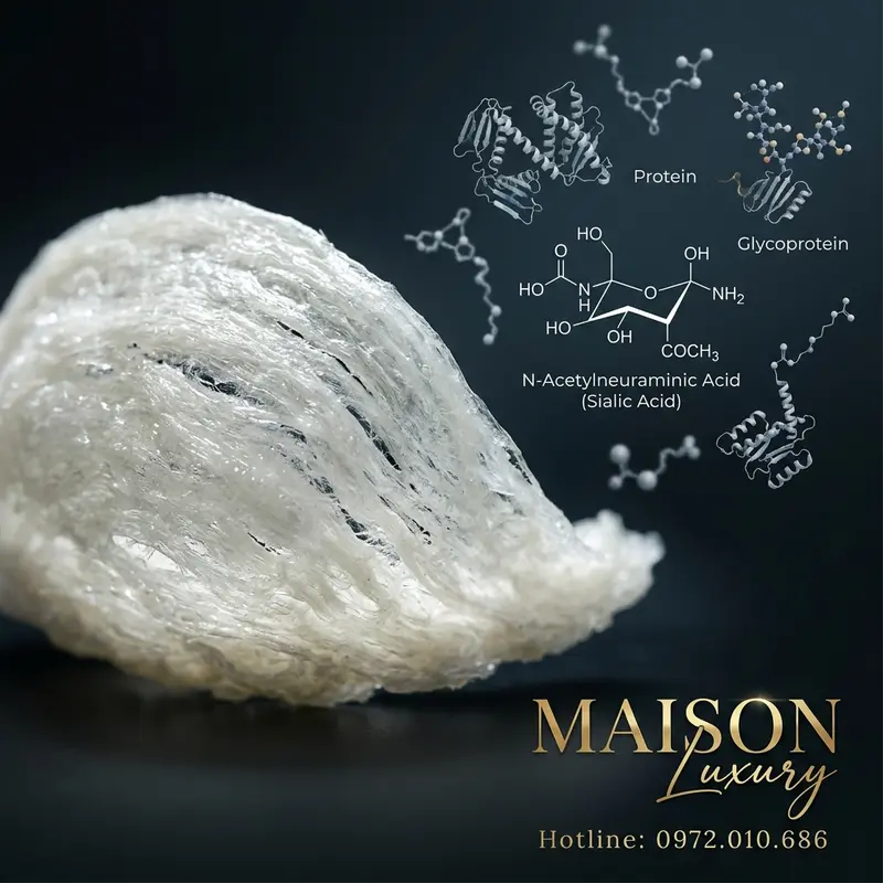 Cấu trúc sợi yến và các phân tử hoạt tính sinh học chính như glycoprotein và axit sialic.