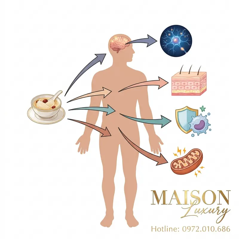 Sơ đồ minh họa cơ chế tác động của yến sào lên não bộ, làn da, hệ miễn dịch và năng lượng tế bào.