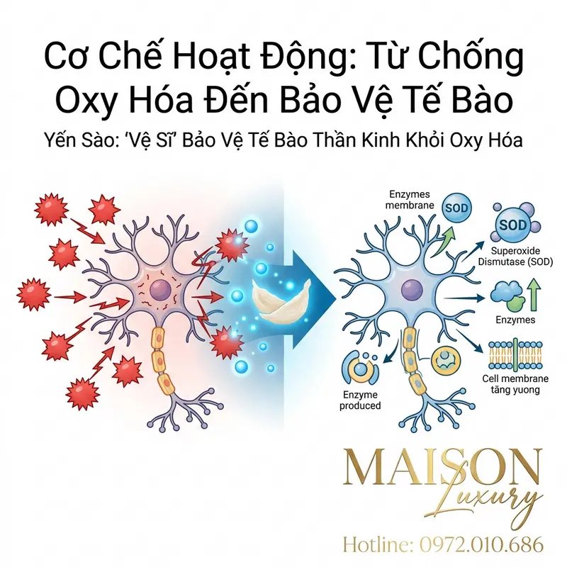 Sơ đồ minh họa cơ chế chống oxy hóa và bảo vệ tế bào thần kinh của yến sào.