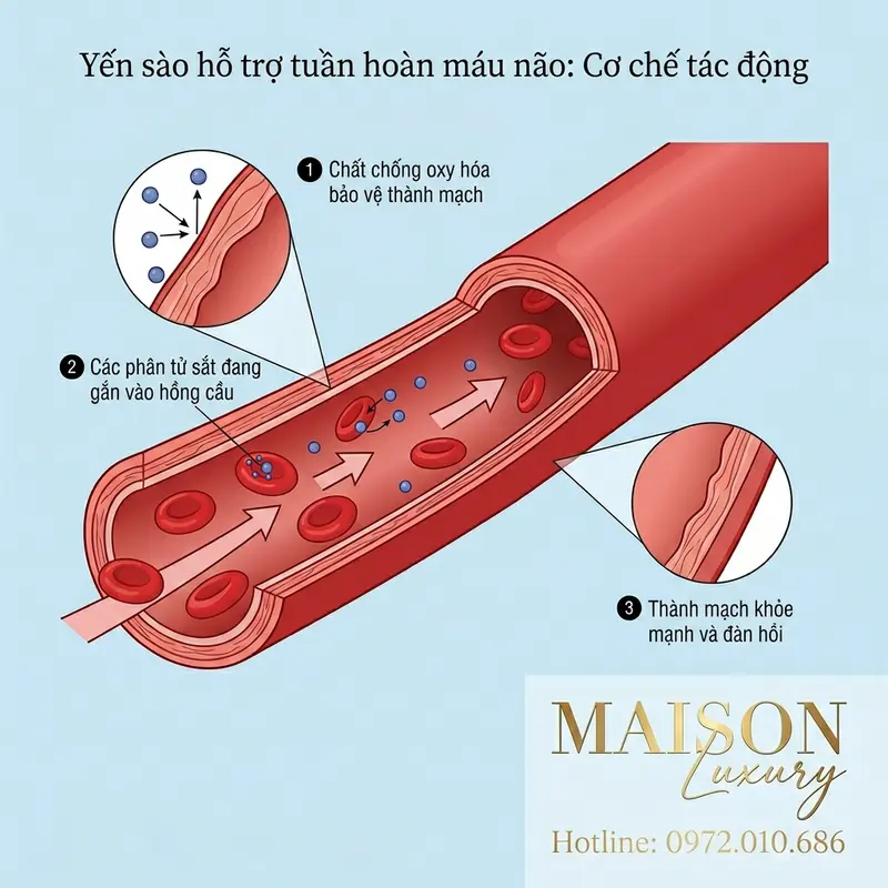 Minh họa cơ chế yến sào hỗ trợ sức khỏe mạch máu và lưu thông máu.