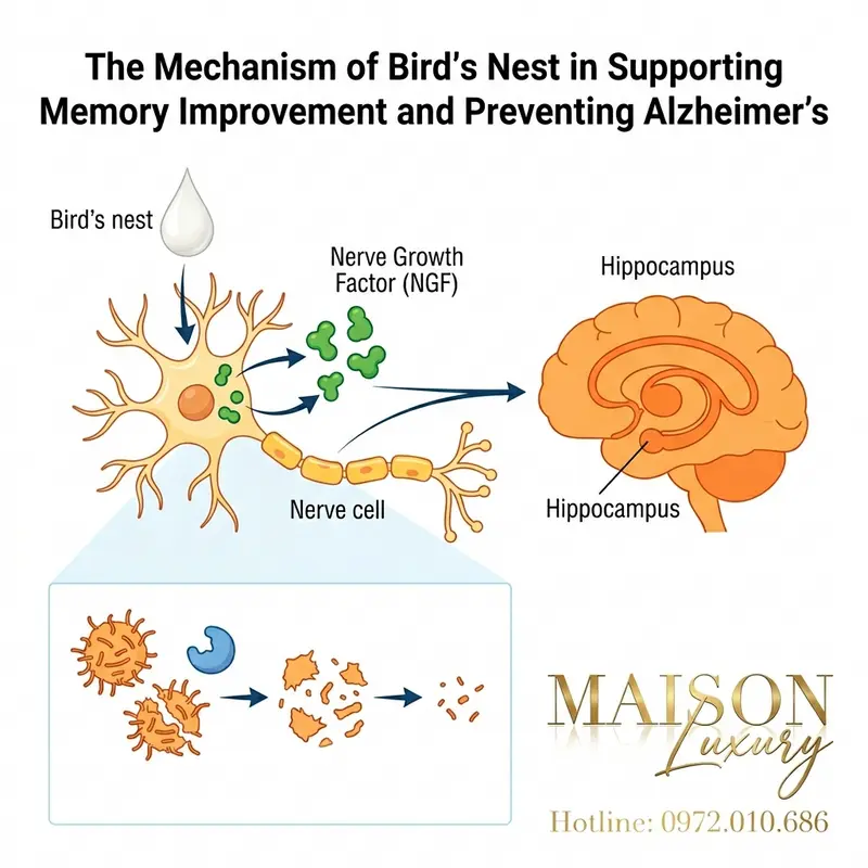 Cơ chế tác động của yến sào lên tế bào thần kinh và mảng amyloid.