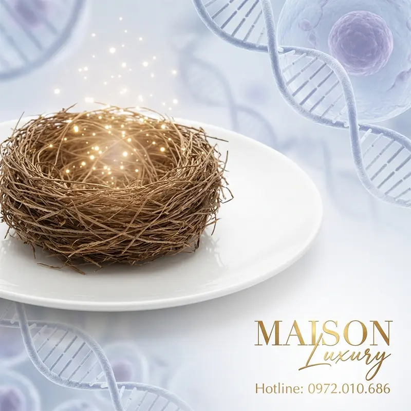 Cấu trúc phân tử Proline trong tổ yến – axit amin chống lão hóa.