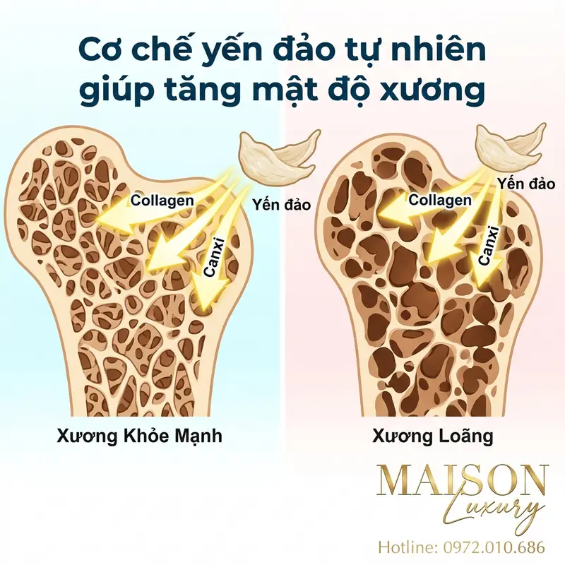 Cơ chế yến đảo tự nhiên giúp tăng mật độ xương thông qua collagen và canxi.