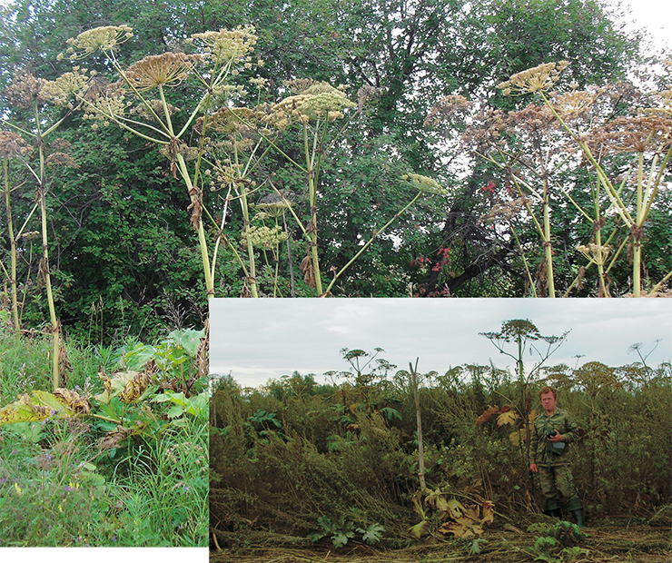 Родина борщевика Сосновского (Heracleum sosnowskyi Manden.) – Кавказ. В результате непродуманной интродукционной и хозяйственной деятельности борщевик стал одним из наиболее опасных инвазионных растений Восточной Европы. В начале XXI в. появился на юге Сибири, в том числе в новосибирском Академгородке. Растение относится к видам-«трансформерам», преобразующим коренным образом растительные сообщества, и представляет большую угрозу как для биологического разнообразия, так и для экономики регионов, где он появился. Кроме того, листья и плоды содержат фотосенсибилизирующие вещества, которые при попадании на кожу повышают ее чувствительность к ультрафиолету – это может вызвать дерматит, протекающий по типу ожога. Фото Е. Ю. Зыковой и О. Ю. Писаренко