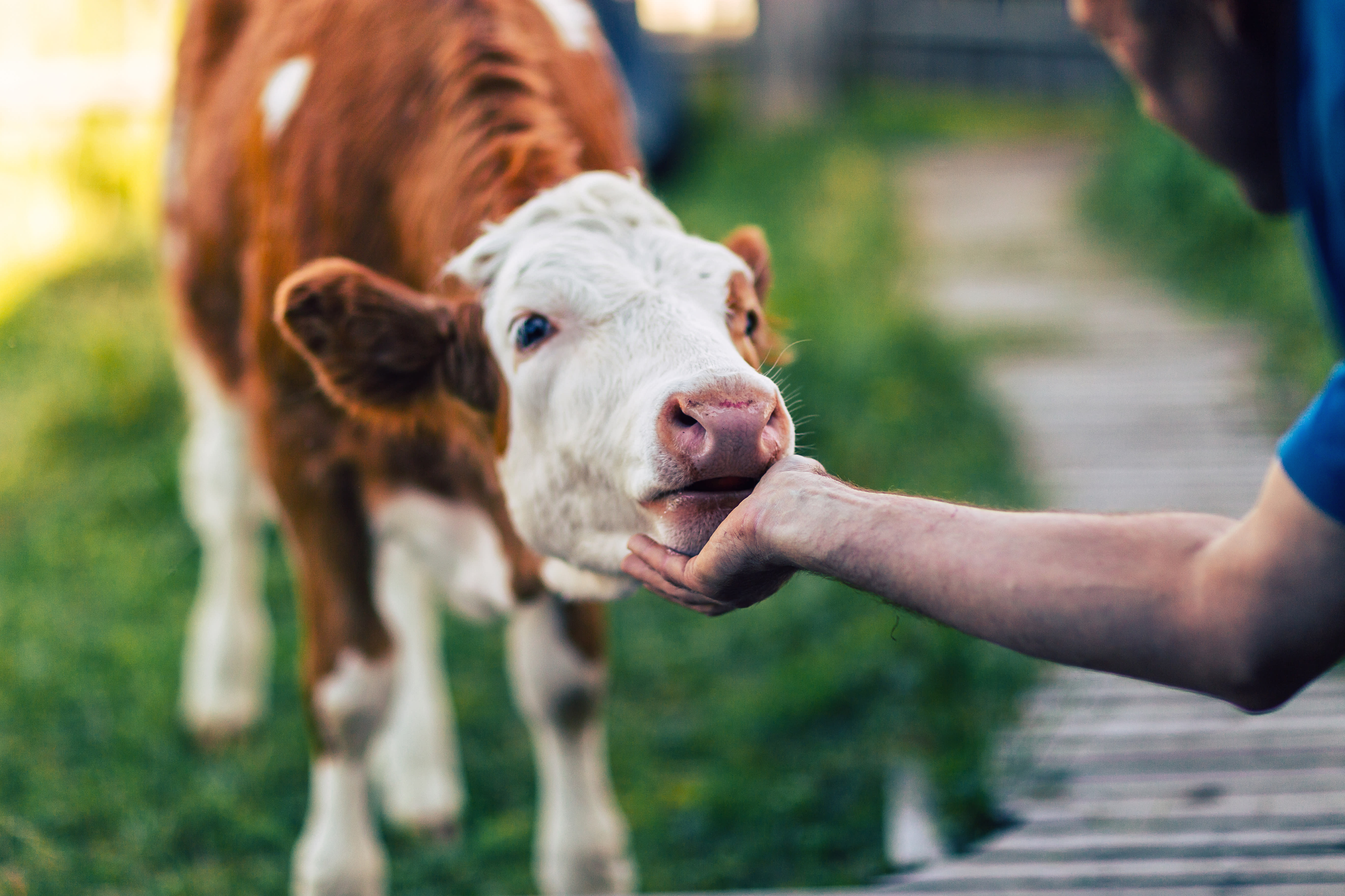 Reducing overuse of antibiotics through Finnish product development