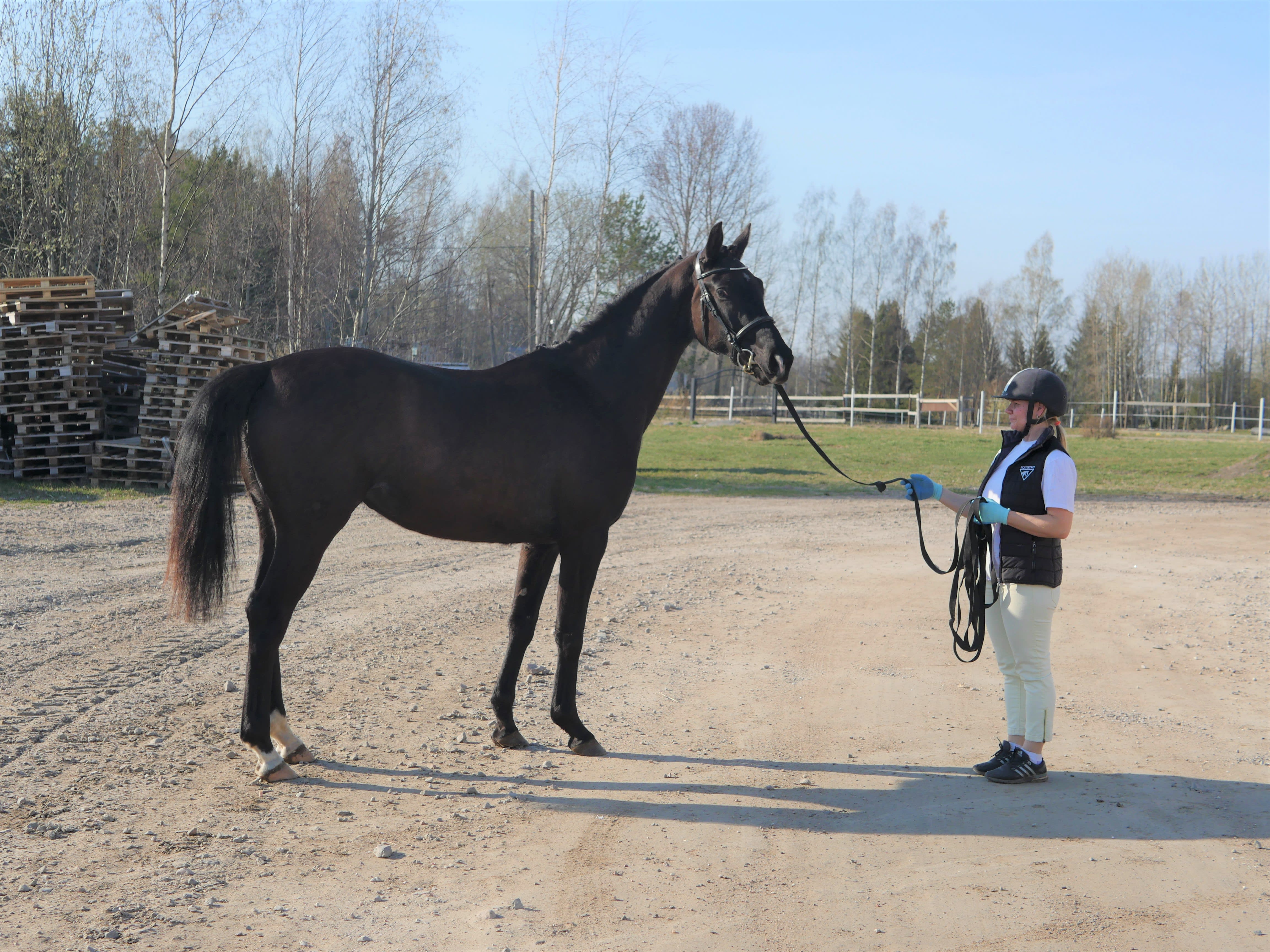 Hevosen kouluttaminen klinikkakäyntiä ja eläinlääkärin toimenpiteitä