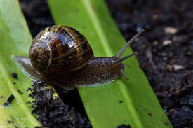 Snail