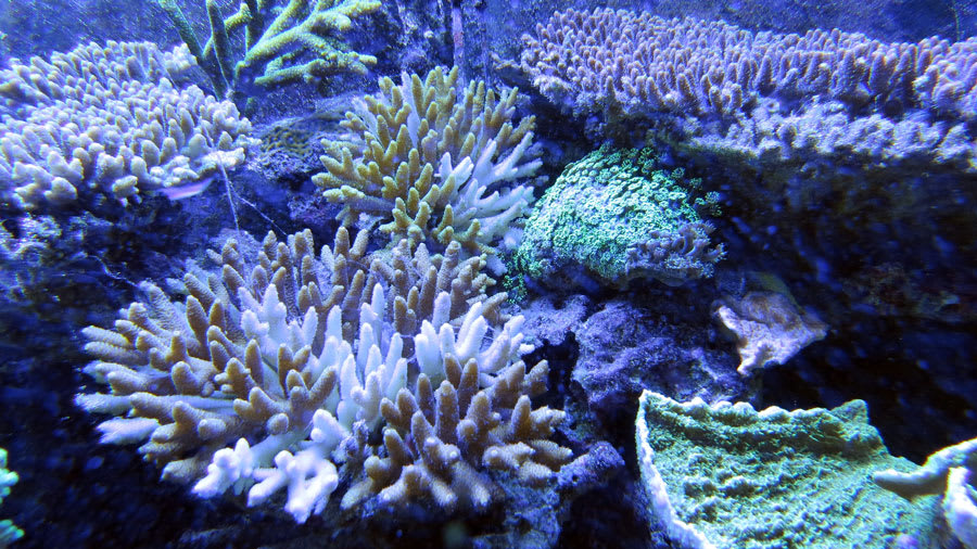 Blue coral reef with several different species of coral