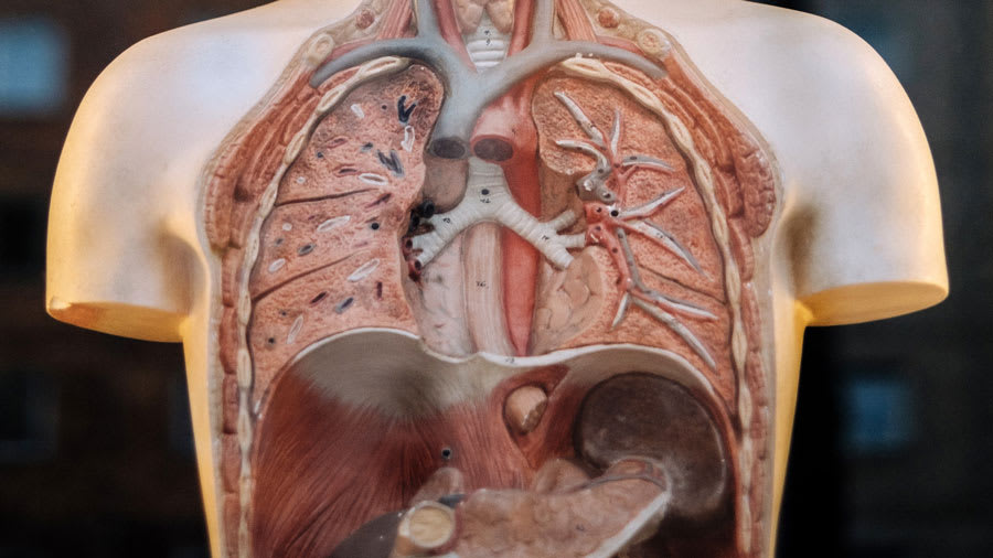 internal organs model for chinese medicine
