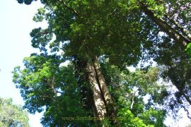 Imensos árboles de mas de 60 metros, forman la capa vegetal que cubre las montañas Imensos árboles de mas de 60 metros, forman la capa vegetal que cubre las montañas