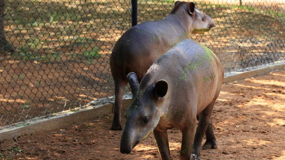 Las autoridades venezolanas están investigando el robo de animales de un zoológico en el estado occidental de Zulia.