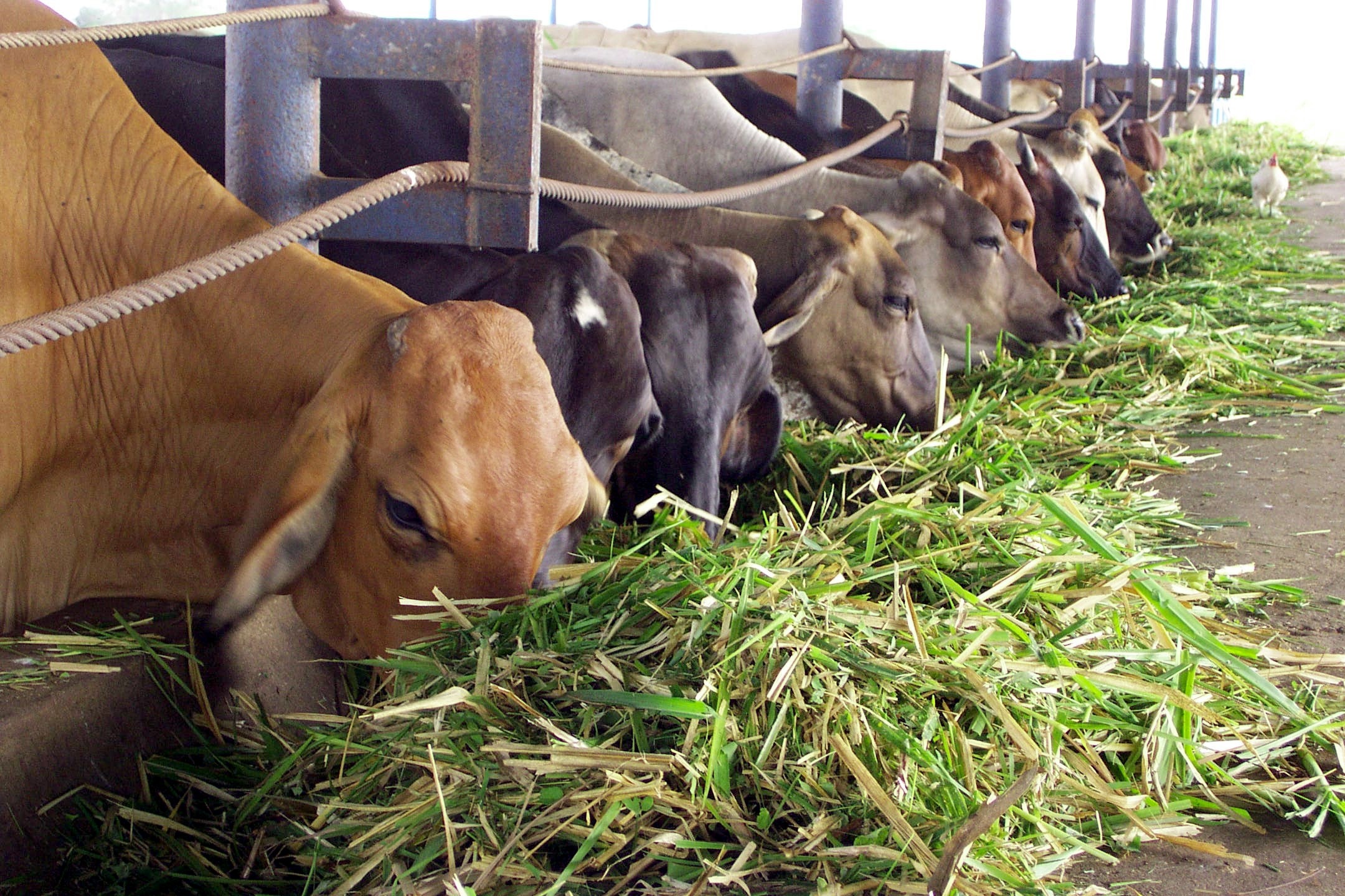 Atención de la Sanidad Animal en el área fronteriza Colombo-Venezolana