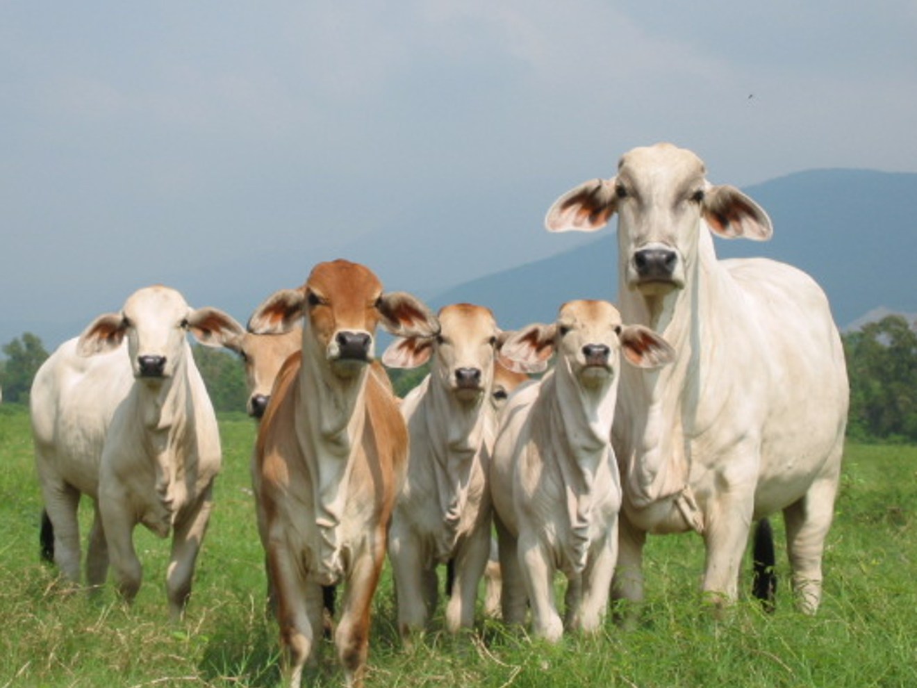 Venezuela prohíbe importar desde Colombia insumos agroalimentarios de animales.