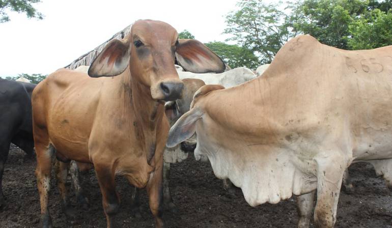 Ganado contaminado con aftosa en Cundinamarca vendría de Venezuela