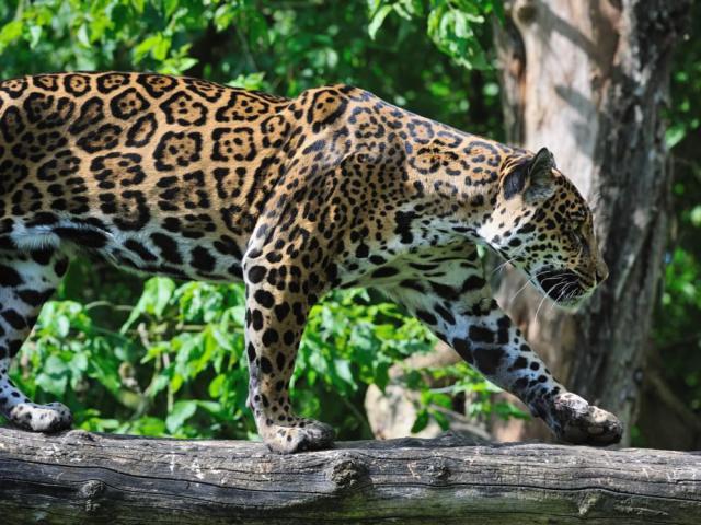 Los mejores países para los amantes de los animales