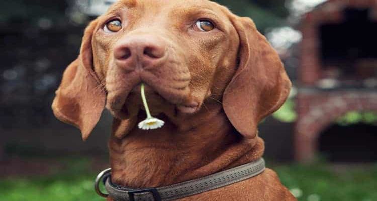 Flower dog