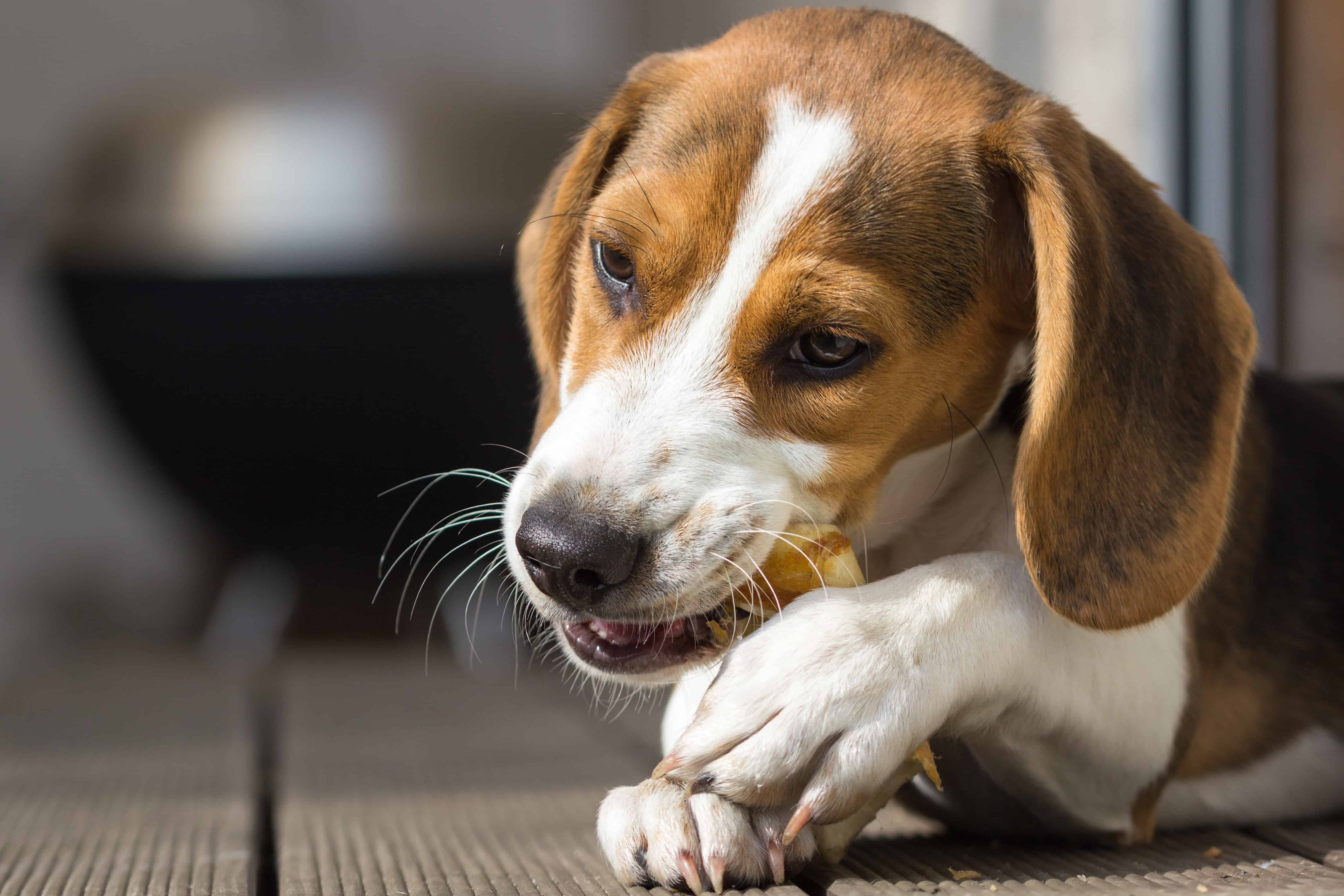 Himalayan Dog Treat