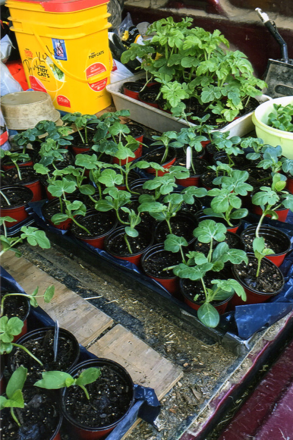 watermelon seedlings for sale