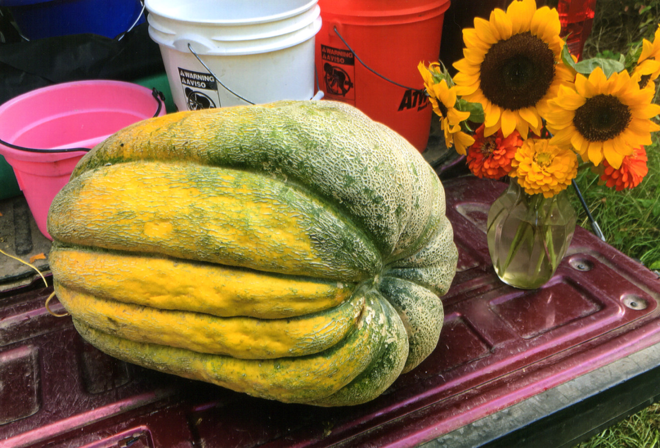 New Photos Giant Watermelons