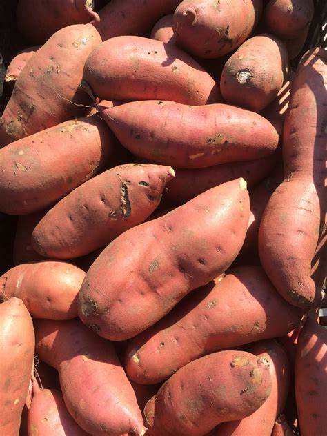 Sweet Potato Business in the African Continent