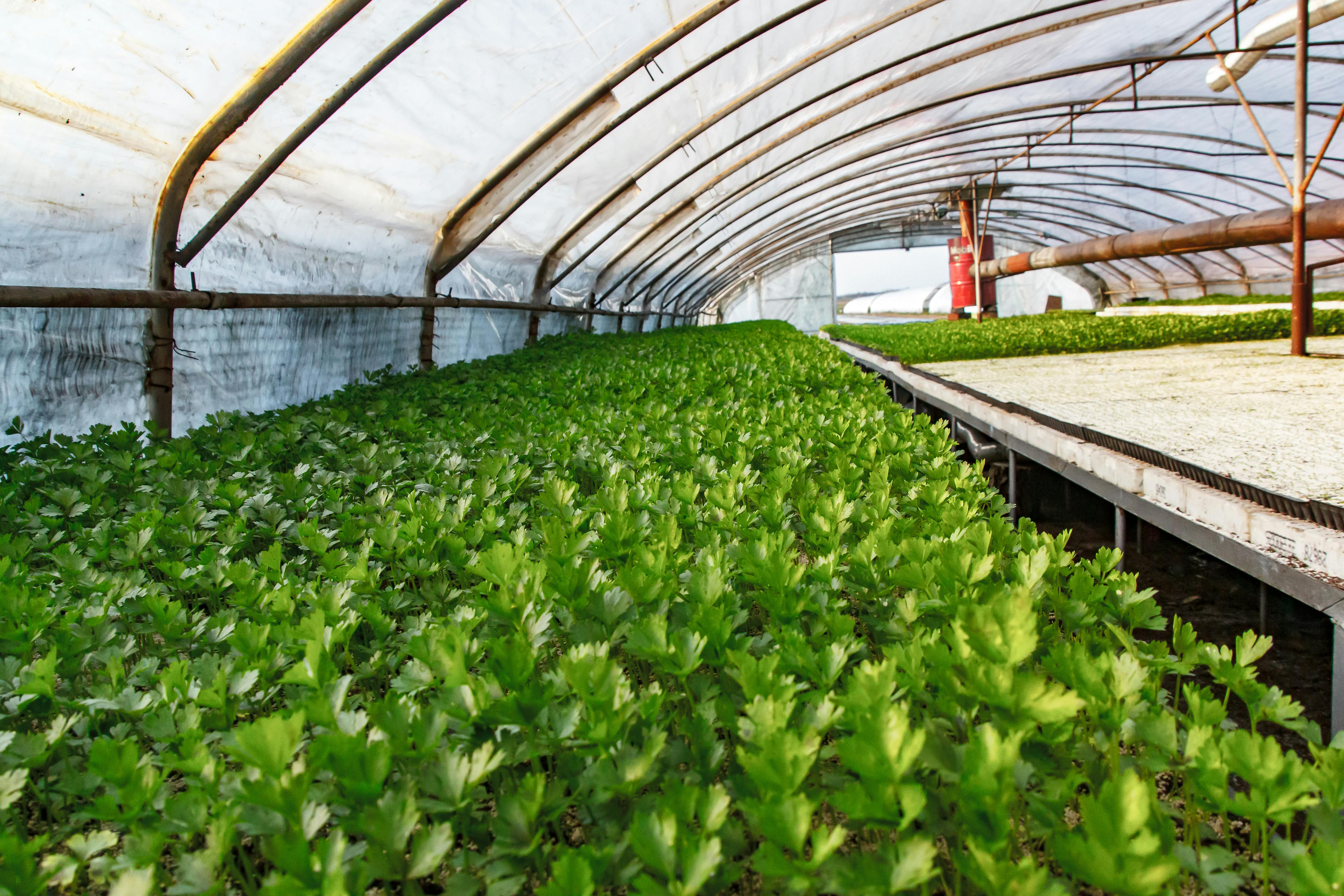 Nigeria's Agri-tech Revolution